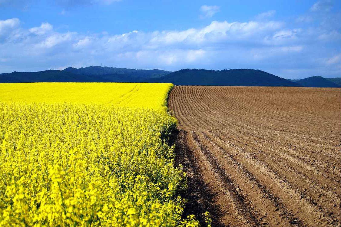 Понад 70 % об’єднаних територіальних громад України отримали землю сільськогосподарського призначення